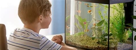 kids fish tank|7 Best Fish Tanks for Kids (2025 Reviews) .